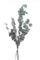 VBS Eukalyptus Cinerea Getrocknete Pflanzen 50g Naturmaterial Dekoration Trockenblumen Sträuße Basteln Floristik
