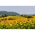 Fototapete PAPERMOON "Sonnenblumenfeld", bunt, B:5,00m L:2,80m, Vlies, Tapeten
