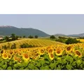 Papermoon Fototapete Sonnenblumenfeld bunt 5,00 m x 2,80 m