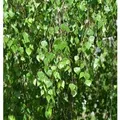 Hochstamm Trauer-Birke Youngii 60-80cm - Betula pendula
