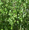 Hochstamm Trauer-Birke Youngii 60-80cm - Betula pendula