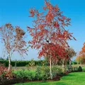 Betula pendula 'Royal Frost' 30–40 cm – Winterhart, Mehrjährig, Pflegeleicht – Hängebirke – Zierbaum für Garten & Vorgarten