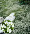 BALDUR Garten 3x Winterhartes Sternmoos, Pflanzen im 9x9 cm-Topf, immergrüner Bodendecker mit Sternblüten, bildet dichte Teppiche im Garten, pflegeleicht & anspruchslos, winterhart, mehrjährig