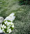 BALDUR Garten Bodendecker Winterhartes Sternmoos, 3 St., Polsterstaude, immergrün, winterhart, mehrjährig, pflegeleicht