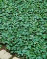 Hedera helix 'Plattensee', Efeu, immergrün, ca. 9x9 cm Topf