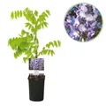 Blauregen Pflanze Wisteria floribunda Prolific Blüte Blau ⌀11cm ↕40cm