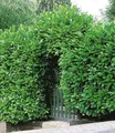 BALDUR Garten Hecken Kirschlorbeer-Hecke 10 Pflanzen, 10 St., Lorbeer-kirsche, immergrün, winterhart, blickdicht