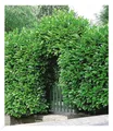 Kirschlorbeer Hecke, 10 Pflanzen Prunus laurocerasus winterhart und immergrün