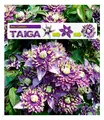 BALDUR Garten Gefüllte 1x Clematis Taiga®, Pflanze im 11 cm-Topf, Waldrebe winterhart, Klematis, mehrjährige blühende Kletterpflanze, pflegeleicht, Wasserbedarf gering, blühend, Clematis Hybride