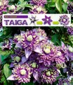 BALDUR Garten Zierstrauch Clematis 'Taiga®', 1 St., Duftclematis, winterhart, mehrjährig