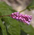 Kerzenknöterich - Persicaria amplexicaulis