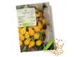 Growgreens Gemüsesamen BIO Tomatensamen (Yellow Submarine) - Tomaten Saatgut (10 Korn), Tomaten