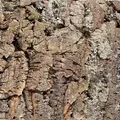EKB-Kork, Wandkork, Zierrückwand Kamari XXL, 900 x 600 x 20mm, K.12.30