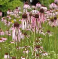 Bleicher Sonnenhut - Echinacea pallida