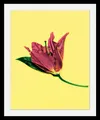Bild "Blume", Blumen-Blumenbilder-Pflanzen-Kunst, HD Premium Poster-Druck inkl. Holzrahmen Farbe Rahmen: schwarz + Farbe Bild(er): bunt B/H/T: 40 cm x 50 cm x 3 cm