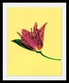 queence Bild Blume, Blumen, Blumenbilder, Kunst, Pflanzen, HD Premium Poster-Druck inkl. Holzrahmen