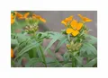 1 g Goldlack Schöterich Garten Pflanzen - Samen F-S534