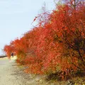 Pflanzen für Dich Gehölze Cotoneaster acutifolius, 1 St., Zwergmispel, Scharfblättrige Zwergmispel
