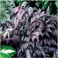 Stauden Gänge 1 x Athyrium niponicum 'Burgundy Lace' im 1 Liter Topf - Japanischer Regenbogenfarn - Farbenspiel aus Burgunderrot und Silber