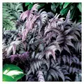 Stauden Gänge 5 x Athyrium niponicum 'Burgundy Lace' im 1 Liter Topf (Farn/Winterhart/Mehrjährig/Staude/Stauden) Japanischer Regenbogenfarn - Farbenspiel aus Burgunderrot und Silber