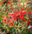 Immergrüne Kissenberberitze 40-50cm - Berberis candidula