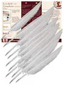 Forum Traiani Feder zum Schreiben 10 Stk. Kalligraphie Schreibfeder, Federkiel zum Zuschneiden Kalligrafie Stift Gänsekiel, Federkiele Set, Schreibrohr Gänsefedern