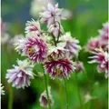 Akelei Nora Barlow - Aquilegia vulgaris