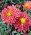 Winteraster Oury - Chrysanthemum hortorum - lebende Gartenpflanze aus den Baumschulen