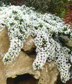 BALDUR-Garten Winterharter Bodendecker Steinaster 'Snowflurry', 1 Pflanze, Aster ericoides, winterharte Staude, trockenresistent, mehrjährig, bienenfreundlich, blühend