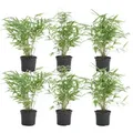 Bloomique - 6er Set - Fargesia Rufa - Bambus Pflanze - Gartenpflanze - Balkonpflanzen - Winterhart - Nicht Invasiv - Höhe 20-30 cm - Topf 10 cm - Grün