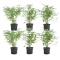 Bloomique - 6er-Set - Fargesia Rufa - Bambus Pflanze - Gartenpflanze - Balkonpflanzen - Winterhart - Nicht Invasiv - Höhe 20-30 cm - Topf 10 cm