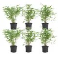 Bloomique - 6er Set - Fargesia Rufa - Bambus Pflanze - Gartenpflanze - Balkonpfl