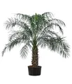 Dehner Zwergdattelpalme, Phoenix roebelenii, in Hydrokultur, ca. 120 cm, Ø Topf 32 cm, Zimmerpalme