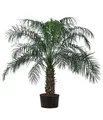 Dehner Zimmerpflanze Zwergdattelpalme, Phoenix roebelenii, in Hydrokultur, ca. 120 cm, robuste Pflanze mit attraktiver Wuchsform