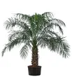 Zimmerpalme Zwergdattelpalme in Hydrokultur ca. 120 cm Ø Topf 32 cm, Dehner