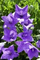 Platycodon grandiflorus 'Fuji Blue' 9x9 cm Topf – Winterhart, Mehrjährig, Pflegeleicht – Ballonblume – Staude für Beet & Kübel