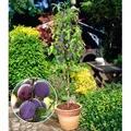 BALDUR Garten 1x Säulen-Pflaume 'Black Amber', Pflanze wurzelballiert, Prunus domestica, Säulenobst, winterhart, Zwergobstbaum, platzsparende Sä...