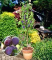 BALDUR Garten 1x Säulen-Pflaume 'Black Amber', Pflanze wurzelballiert, Prunus domestica, Säulenobst, winterhart, Zwergobstbaum, platzsparende Säule für kleine Gärten, Balkone & Terrassen