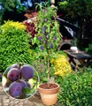 BALDUR Garten Obstpflanze Säulen-Pflaume 'Black Amber', 1 St., Selbstbefruchtend, winterhart, mehrjährig, pflegeleicht