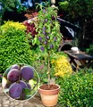 Säulen-Pflaumen 'Black Amber', 1 Pflanze, Prunus domestica