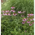 Sonnenhut Magnus - Echinacea purpurea
