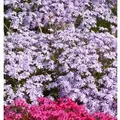 Teppich Phlox Bentia - Phlox subulata
