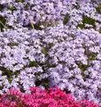 Teppich Phlox Bentia - Phlox subulata