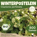 Little Plants BIO Winterpostelein Samen 800 Winterposteleinsamen Winterportulak Tellerkraut für Kräutersamen Kräuter Samen für Balkon, Hochbeet und Garten