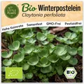 Winterpostelein Samen (BIO) - 800 Samen Kräutersamen Winterportulak-Samen