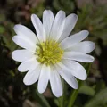 Balkanwindröschen White Splendour - Anemone blanda