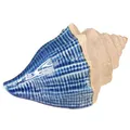 Floristik24 Maritime Keramik Muschel Blau Beige Dekoration 2er Set, 2 Stück
