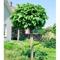 BALDUR Garten 1x Kugel-Trompetenbaum auf Stamm, Pflanze im 4 Liter-Topf, duftende Blätter die Insekten fern halten, trockenresistent, winterhart, ...