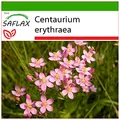 SAFLAX - Heilpflanzen - Tausendgüldenkraut - 250 Samen - Mit keimfreiem Anzuchtsubstrat - Centaurium erythraea