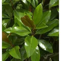 Immergrüne Magnolie Galissoniere 60-80cm - Magnolia grandiflora